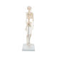 Προπλασμα Ανθρωπινου Σκελετου Μοντελο Shorty Μεγεθος Half Natural - 3B Smart Anatomy