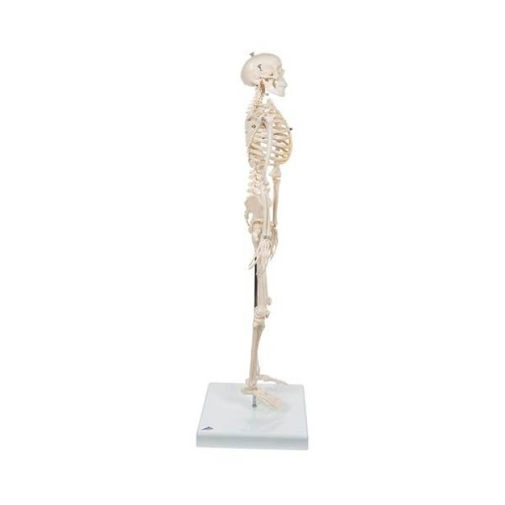 Προπλασμα Ανθρωπινου Σκελετου Μοντελο Shorty Μεγεθος Half Natural - 3B Smart Anatomy
