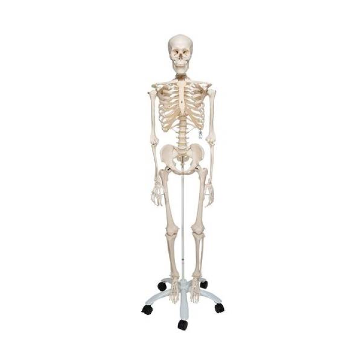 Προπλασμα Ανθρωπινου Σκελετου Μοντελο Stan Μεγεθος Φυσικο με βαση Τροχηλατη - 3B Smart Anatomy