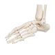 Προπλασμα Ανθρωπινου Σκελετου Μοντελο Stan Μεγεθος Φυσικο με βαση Τροχηλατη - 3B Smart Anatomy