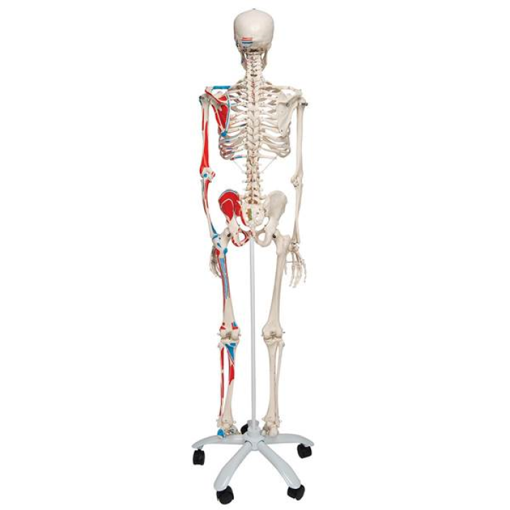 Προπλασμα Ανθρωπινου Σκελετου Μοντελο Max A11 1.76m με βαμμενους Μυες  - 3B Smart Anatomy