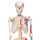 Προπλασμα Ανθρωπινου Σκελετου Μοντελο Max A11 1.76m με βαμμενους Μυες  - 3B Smart Anatomy