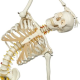 Flexible Προπλασμα Ανθρωπινου Σκελετου Μοντελο Fred 1020178 3B Smart Anatomy