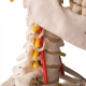Flexible Προπλασμα Ανθρωπινου Σκελετου Μοντελο Fred 1020178 3B Smart Anatomy