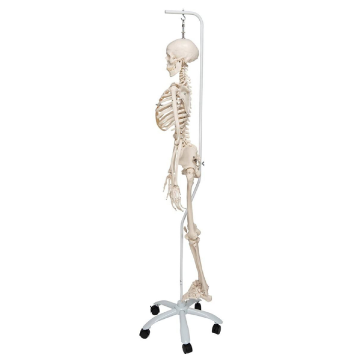 Φυσιολογικο Προπλασμα Ανθρωπινου Σκελετου Μοντελο Fhil 1020179 3B Smart Anatomy