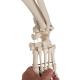 Φυσιολογικο Προπλασμα Ανθρωπινου Σκελετου Μοντελο Fhil 1020179 3B Smart Anatomy